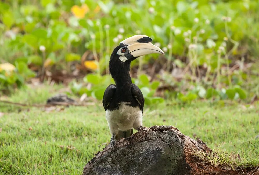 Rhinoceros hornbill. Птица-носорог калао. Малайский гомрай. Птица носорог 5 букв. Златошлемный калао.