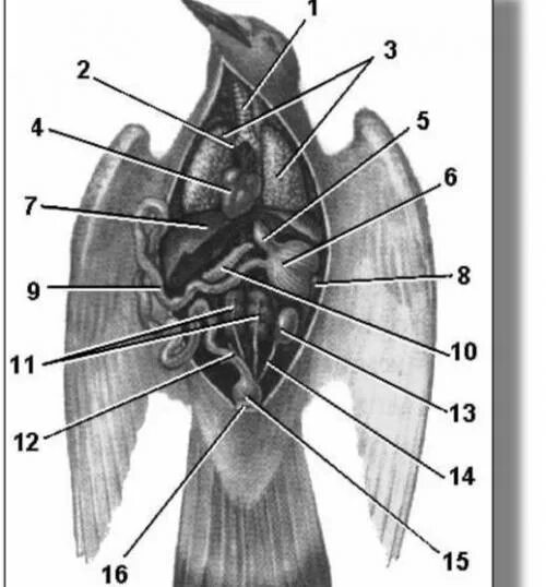План внутреннего строения птиц. Внутренне строение птиц. Внутреннее строение птицы самца. Внутреннее строение птицы биология 7 класс. Класс птицы внутреннее строение голубя.