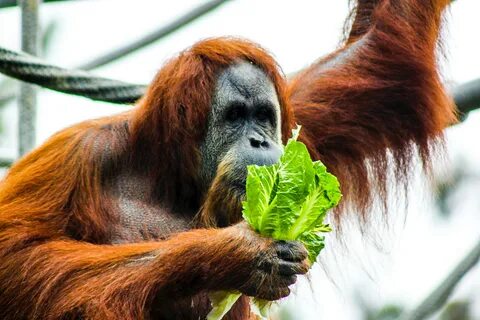 Monkey fruits