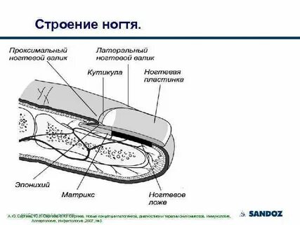 Эпонихий