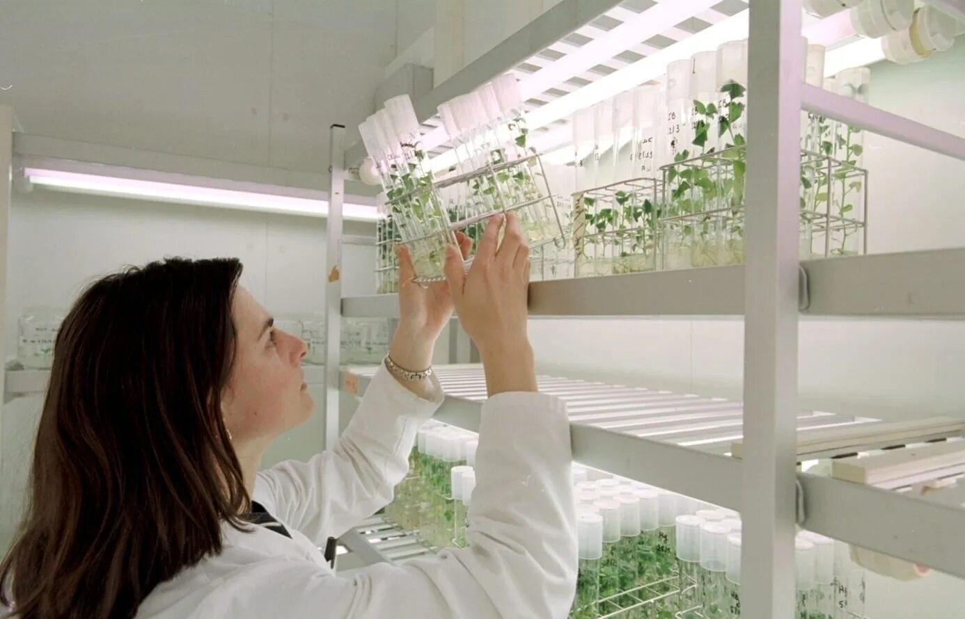Лаборатория биотехнологии растений. Культивирование растений. Современные биотехнологии. Клонирование растений. Стерильная культура