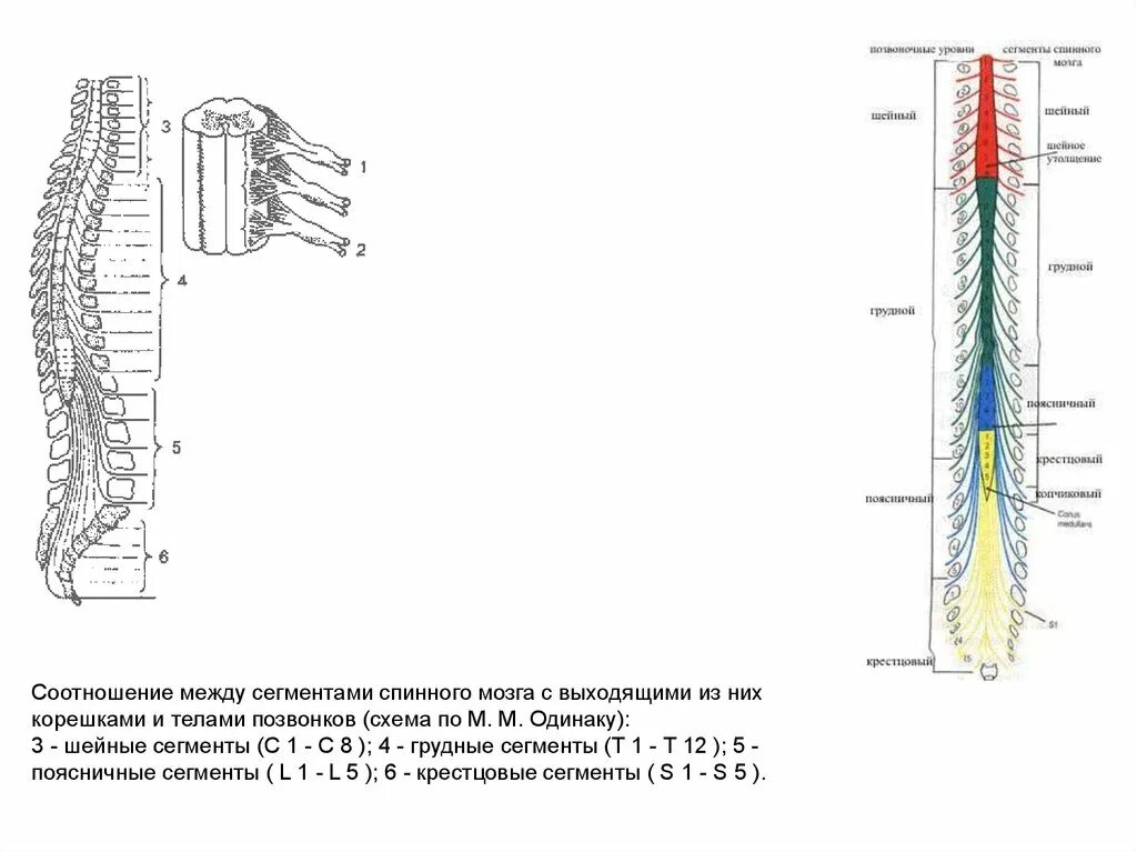 Схема Корешков спинного мозга. Схема сегмента спинного мозга. Сегмент спинного мозга полусхематично. Соотношение сегментов спинного мозга.