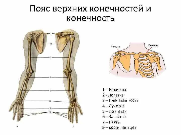 5 кость пояса верхних конечностей. Опорно двигательная система пояс верхней конечности. Характеристика пояса верхних конечностей. Чем образован пояс верхних конечностей. Строение пояса верхних конечностей животных.