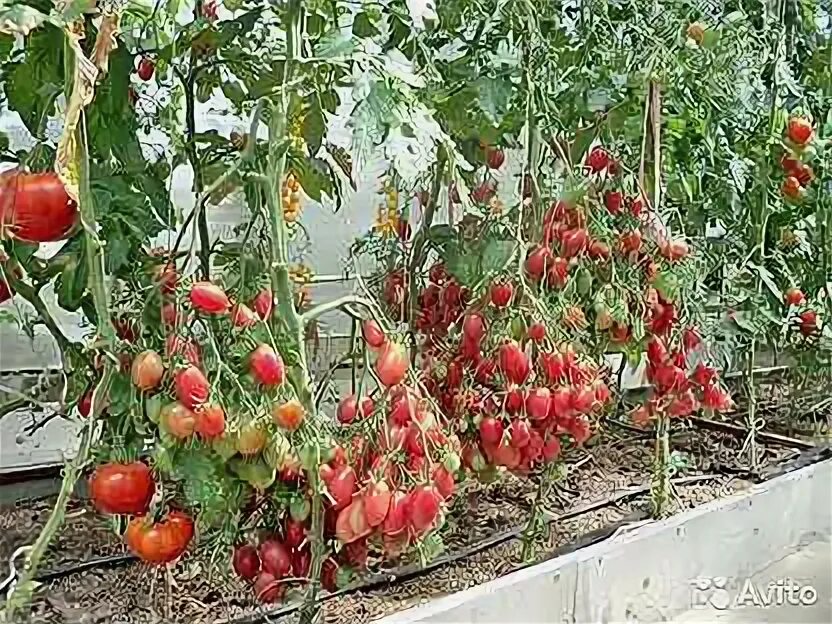 Помидоры сорт сушка. Томаты для вяления сорта. помидоры для вяления лучшие сорта. сорта томатов для сушки. сушки с томатом.