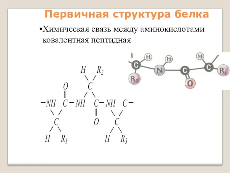 Пример первичного белка. Состав первичной структуры белка. Строение белка первичная структура формулами. Первичная структура белков формула. Первичная структура белка пептидная связь.