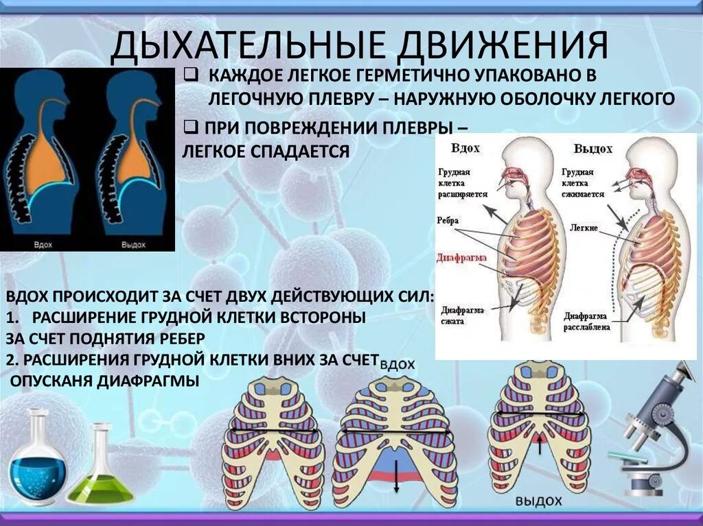 Дыхание с удлиненным выдохом. Дыхательные движения. Дыхательные движения вдох. Дыхательные движения выдох. Дыхательные движения при вдохе.