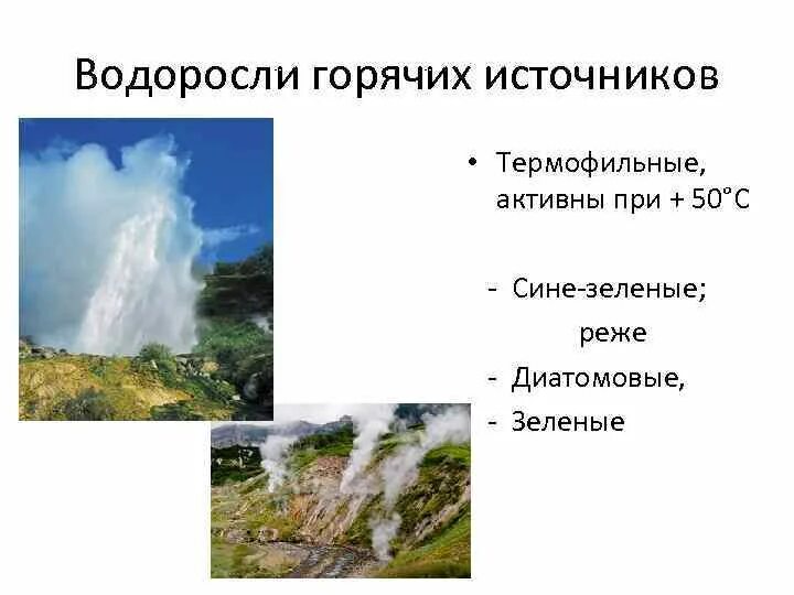 Водоросли горячих источников. Водоросли в термальных источниках. Водоросли горячих источников примеры. Водоросли живущие в экстремальных условиях.