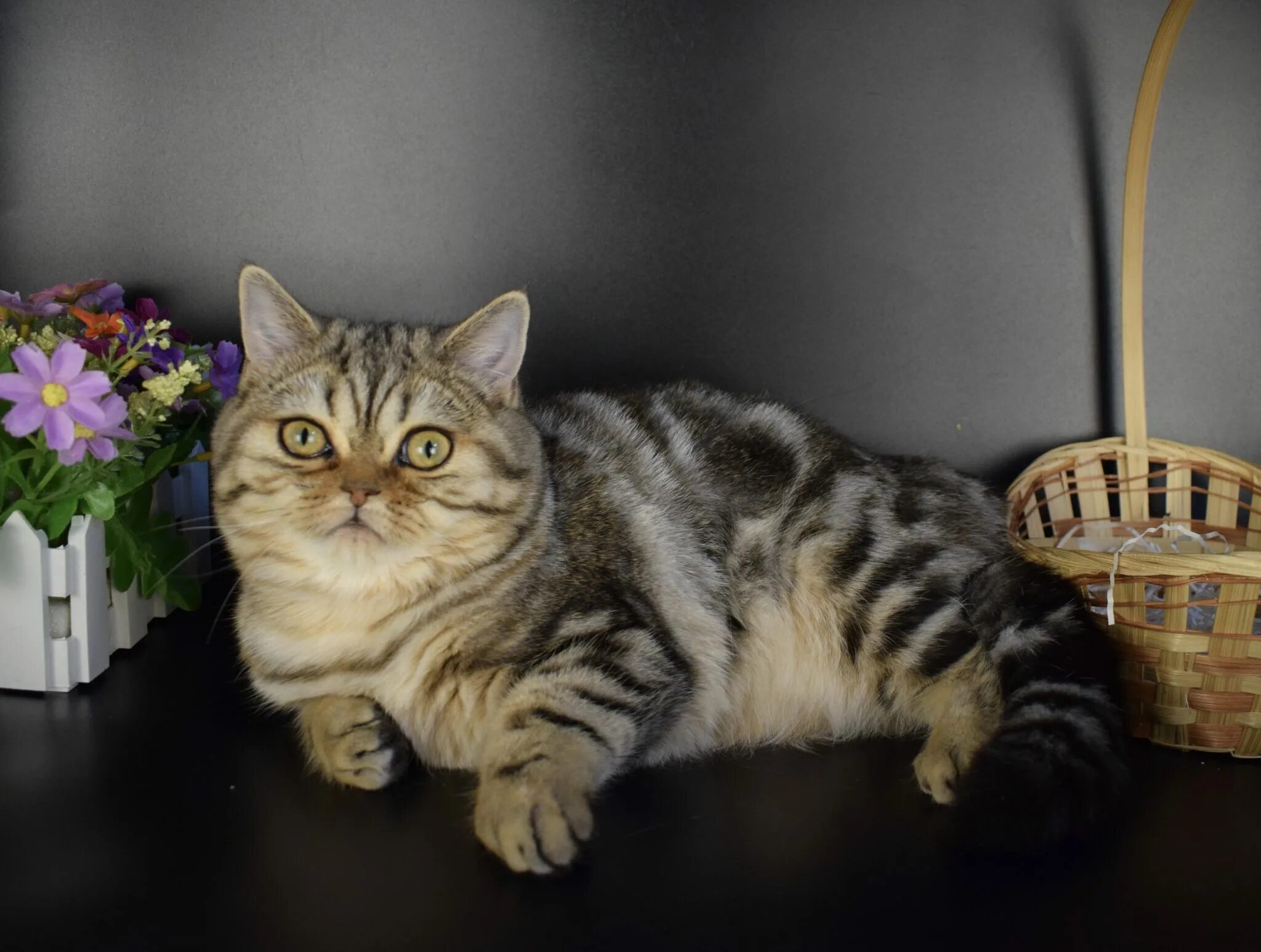 Шотландская прямоухая кошка. Шотландский скотчштрайд. скоттиш-страйт шотландская прямоухая. шотландский скоттиш страйт. скоттиш страйт черепаховый.