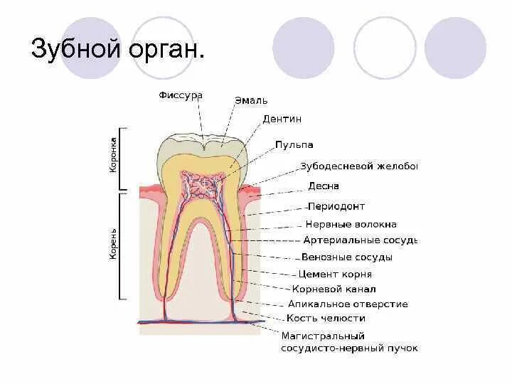 Классный час "Зубы и уход за ними", 2 класс
