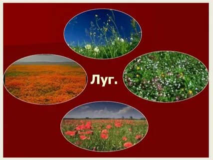 Естественные природные сообщества луг
