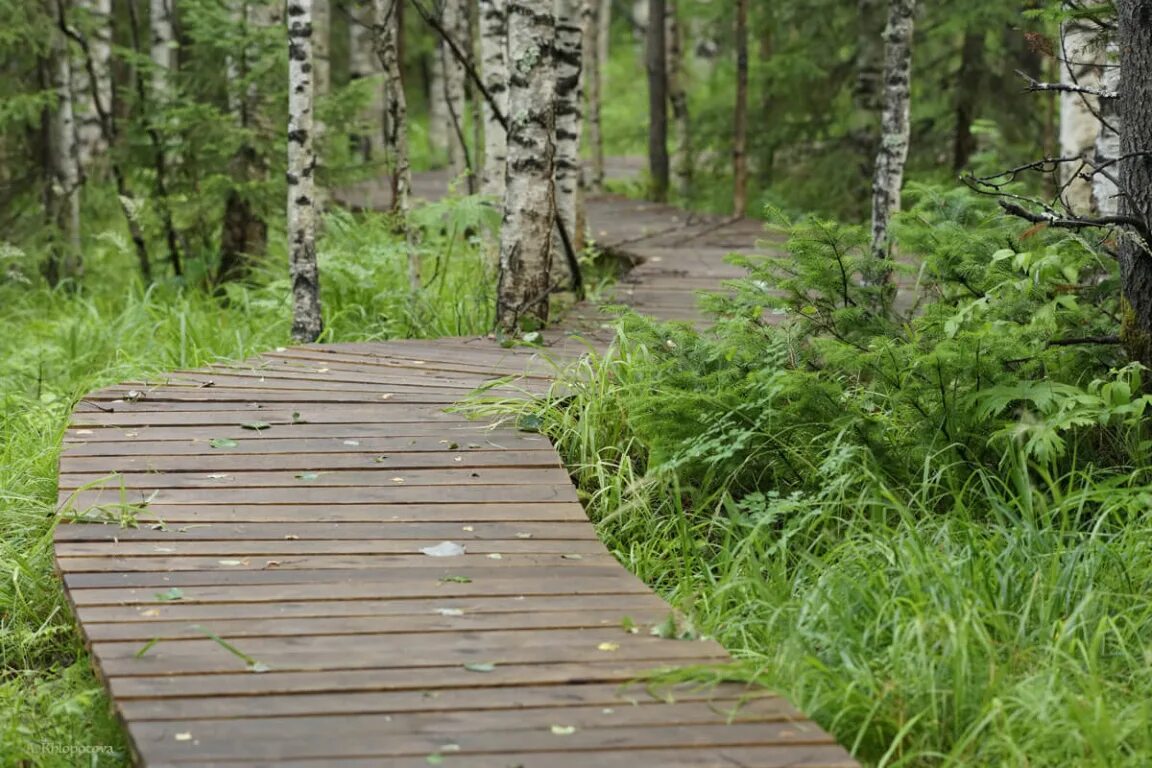 Экотропа Висимский заповедник. Экотропа Лесная тропа. Лопухинская эко тропа. Висимский заповедник экологическая тропа.