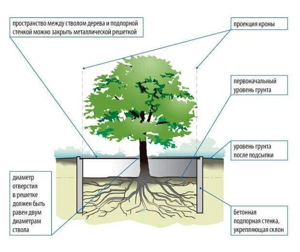 Когда можно открывать деревья. Защита корневой системы деревьев. Дерево при повышении грунта на участке. Сохранение корневой системы деревьев при строительстве. Защита деревьев в зоне строительства.