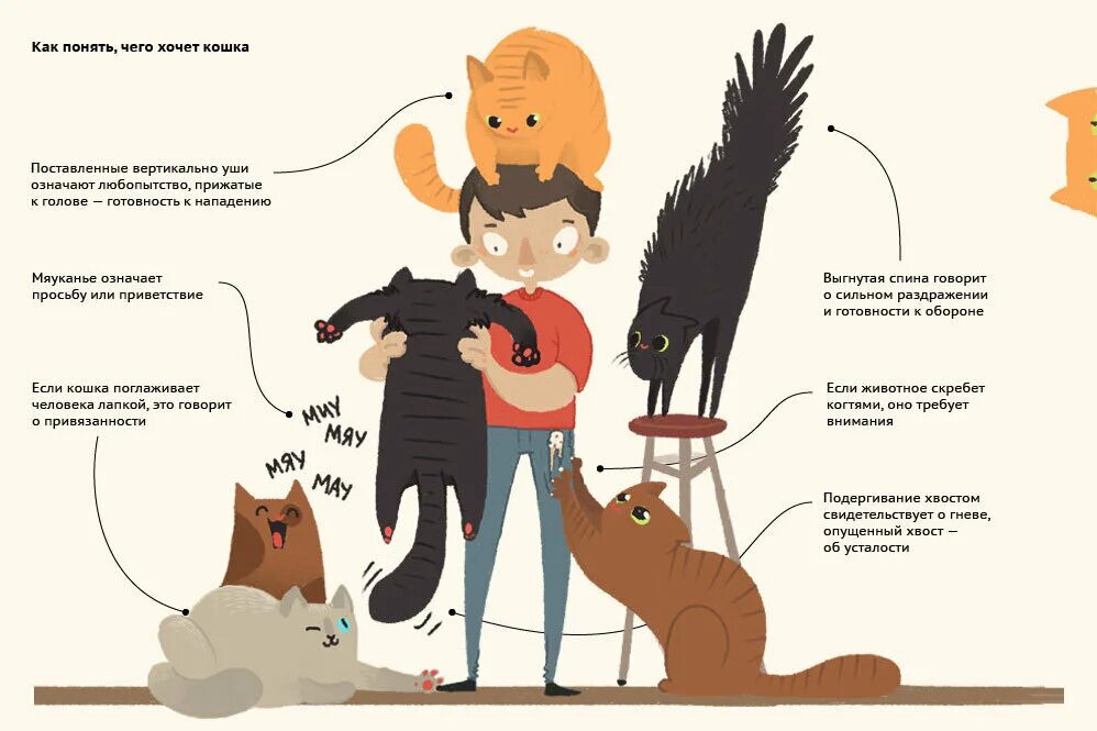 Как понять что он кот. Поведение кошек. как понять кошку. как понять язык кошек.