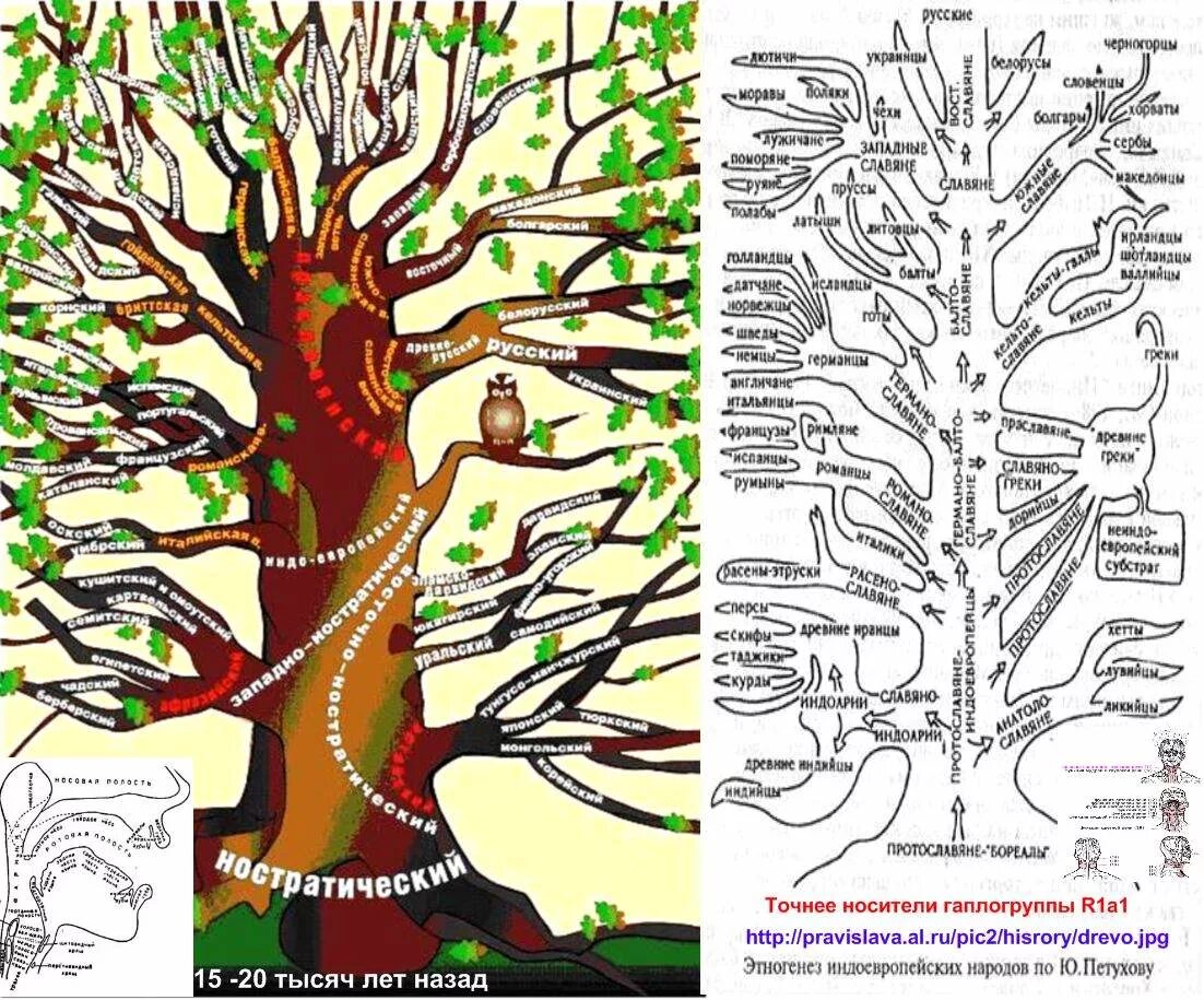 Дерево индоевропейских языков. Схема индоевропейских языков. Генеалогическое дерево языков. Древо индоевропейских народов. Древо прав