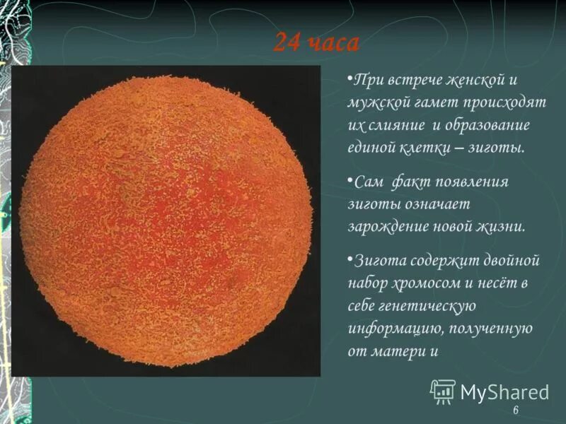 Зигота набор хромосом. Оплодотворение яйцеклетки и зигота. Зигота человека содержит. Зигота человека содержит. Зигота человека содержит.