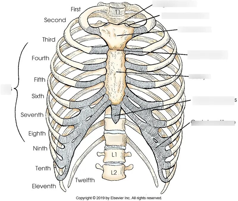 Между 6 и 7 ребром. Ребро. Ребра человека. Первое ребро анатомия. IX ребро.