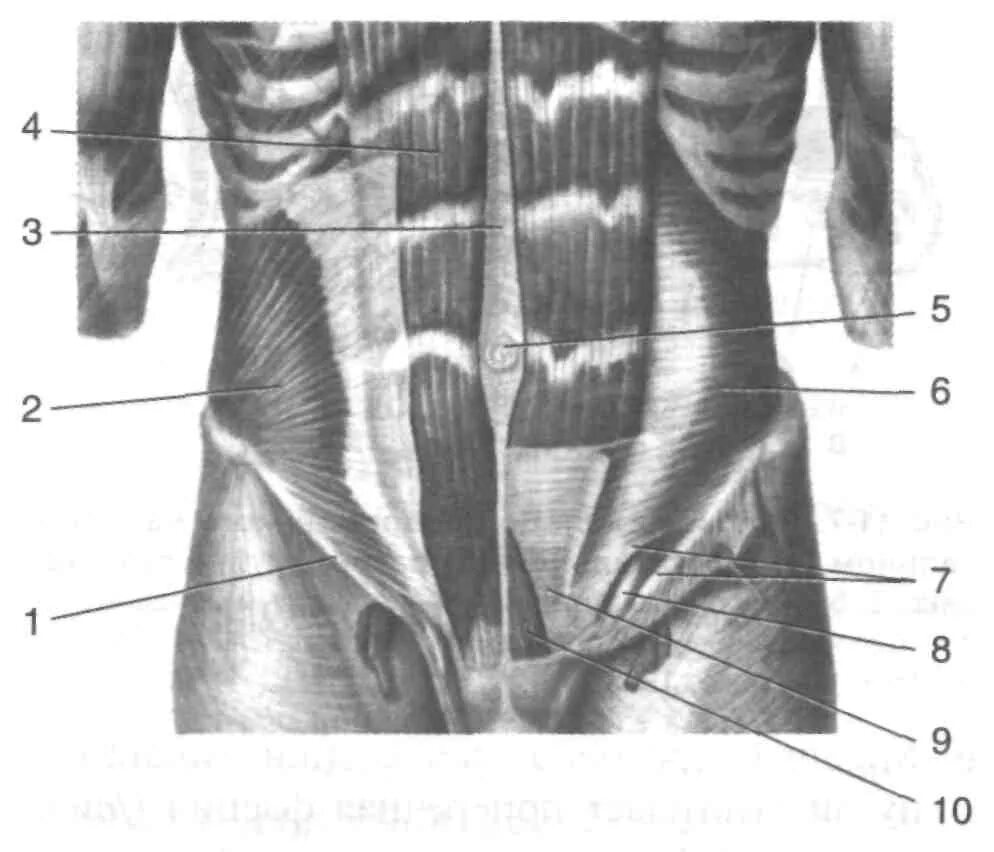Толстая брюшная стенка. Переднебоковая стенка живота топографическая анатомия. Мышцы живота топографическая анатомия. Пупочное кольцо анатомия. Пупочное кольцо топографическая анатомия.