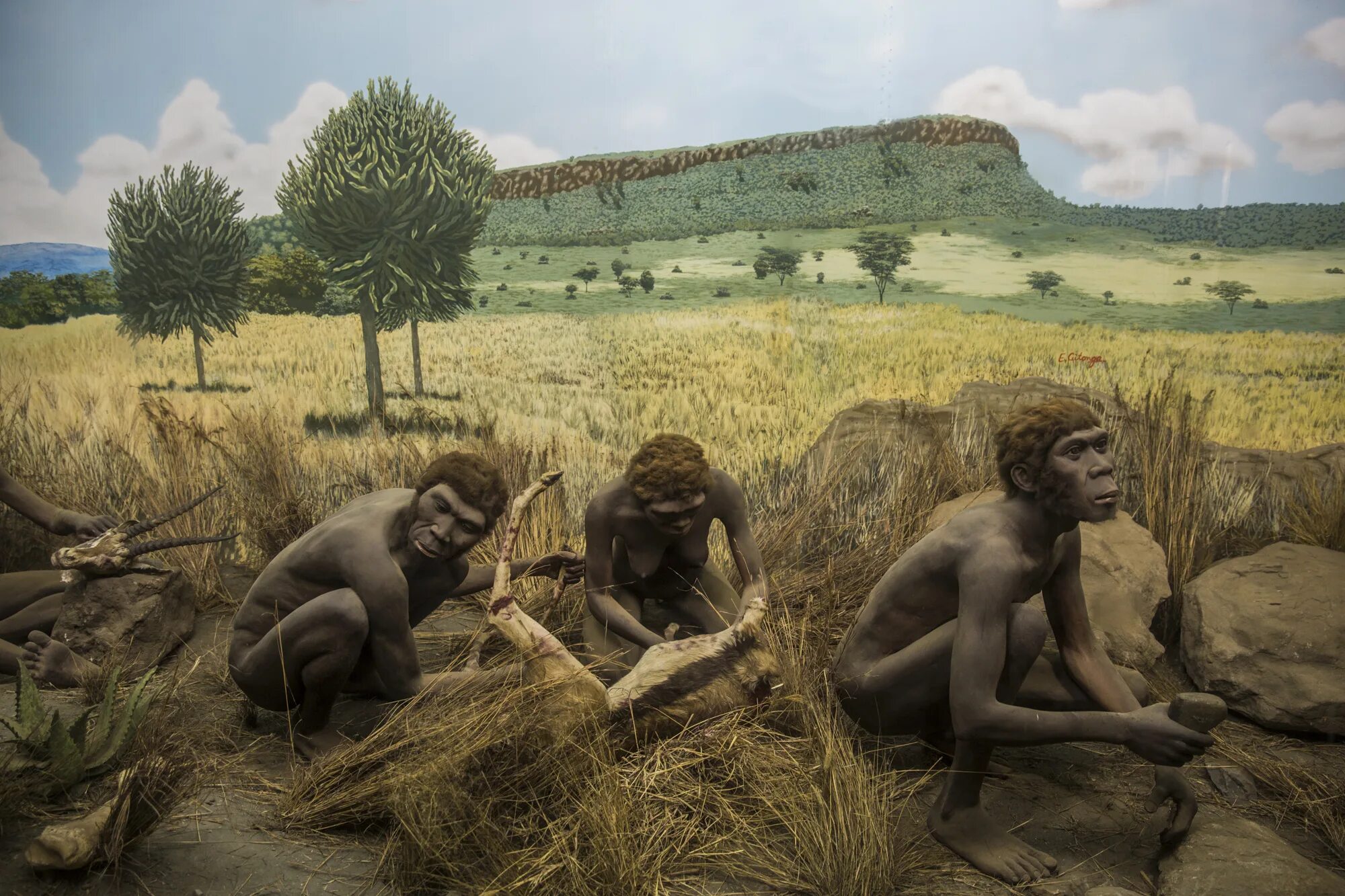 Ancient ancestor. Хомо сапиенс в Африке. Человек разумный разумный homo sapiens sapiens. Хомо хабилис эпоха. Охота хомо хабилис.