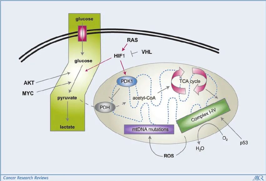 Феномен варбурга. Эффект варбурга. Эффект варбурга биохимия. Эффект варбурга биохимия. Эффект варбурга в онкологии.