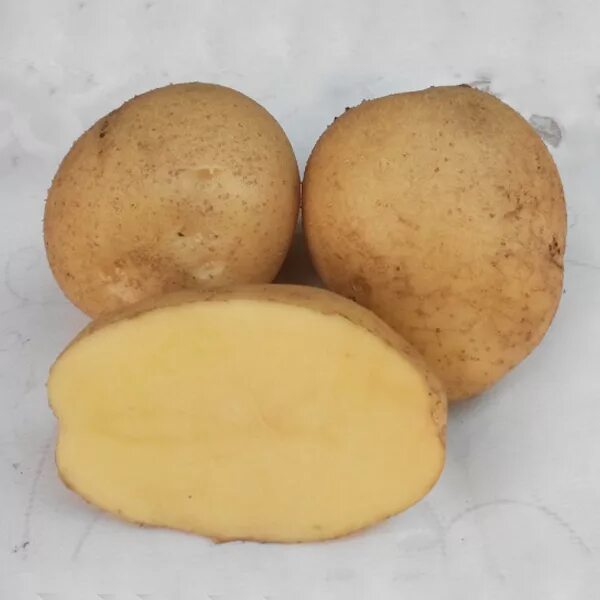 Интернет магазин картофель почтой. Норика Славия семена картофеля. Опыт с йодом и картошкой нарисовать.