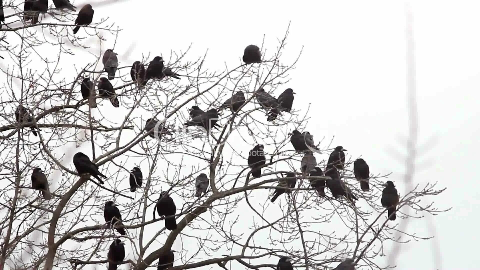 Птицы на верхушках деревьев. Стая грачей. Грачи на дереве. Птицы сидят на верхушках деревьев.