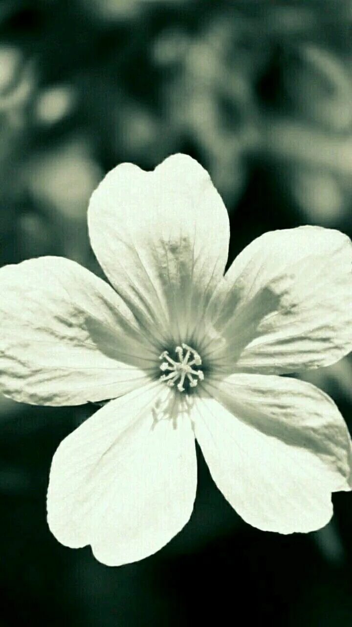 Wait flowers. Wait flowers
