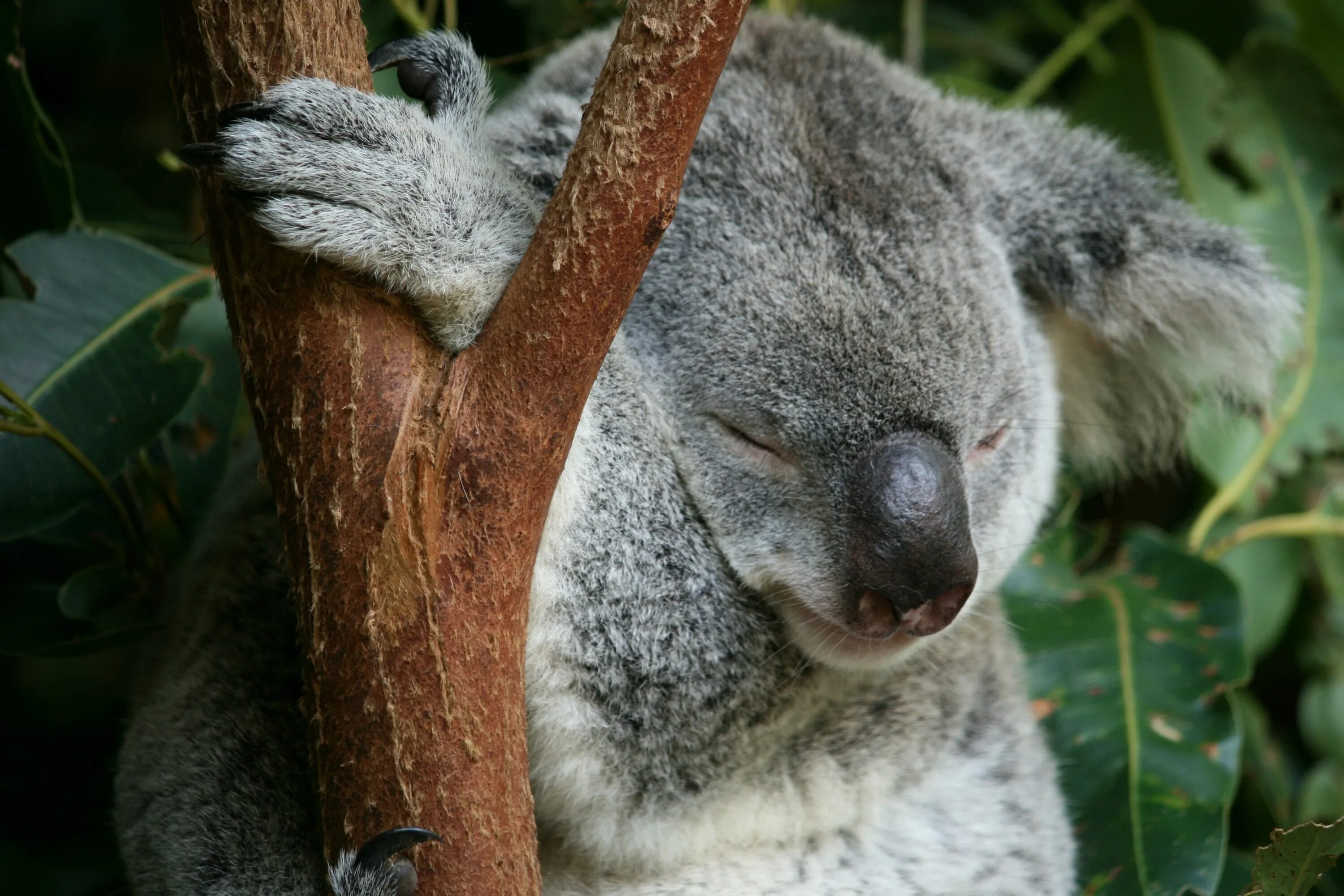 Коала. Спящий коала. Коала милая.