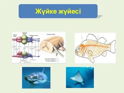 Үй иесін қалың топ еркелетіп жіберді