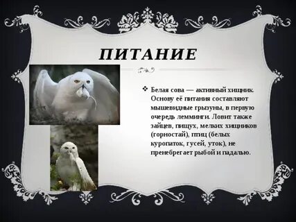 Белая сова доклад