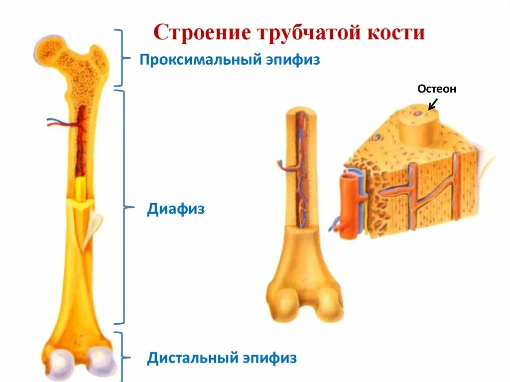 Строение длинной трубчатой кости анатомия. Строение трубчатой кости драгомилов. Внешнее строение длинной трубчатой кости. Элементы строения длинной трубчатой кости.
