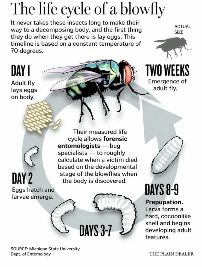 Сколько живут мухи. Жизненный цикл мухи. Цикл жизни комнатной мухи. Комнатная Муха жизненный цикл.
