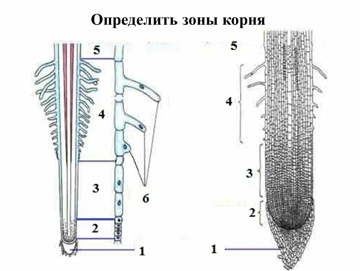 Анатомические зоны корня