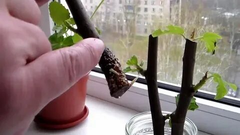Черенки инжира
