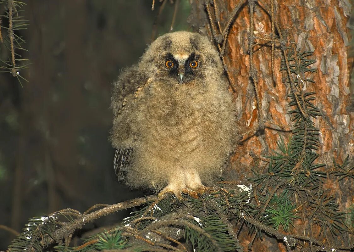 серая неясыть птенец. птенец ушастой совы. сова неясыть птенцы. птенец неясыти. сова сплюшка птенец.