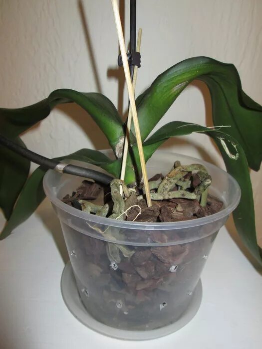 полив орхидеи. орхидея фаленопсис полив. пересадка орхидеи фаленопсис. поливают ли орхидею после пересадки. как поливать орхидею после пересадки.