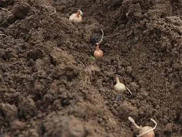 Какой севок можно сажать в зиму. Какой севок можно сажать в зиму