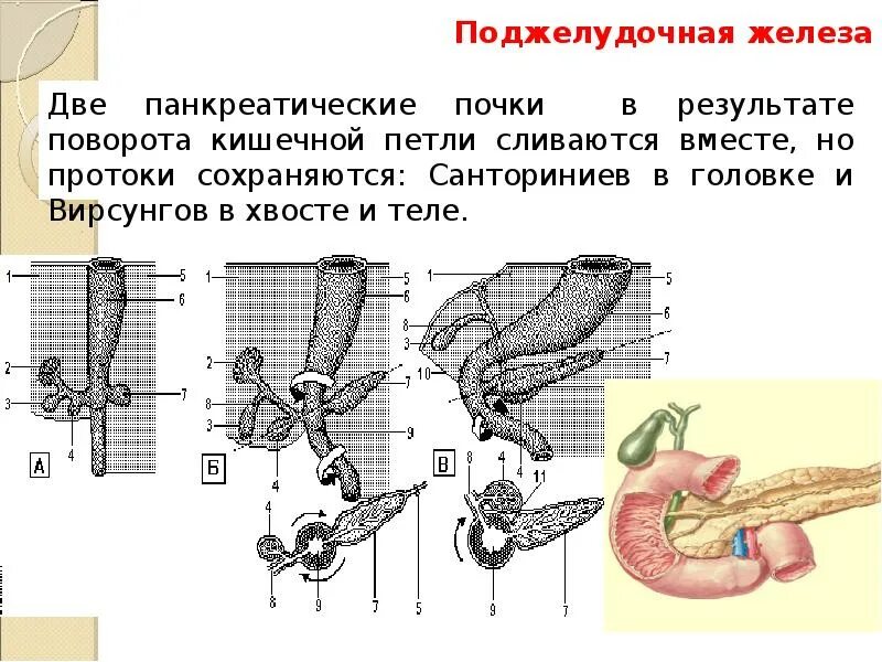 Вирсунгов проток это. Санториниев проток поджелудочной железы. Поджелудочная железа вирсунгов. Вирсунгов проток поджелудочной железы. Вирсунгов проток поджелудочной железы УЗИ.