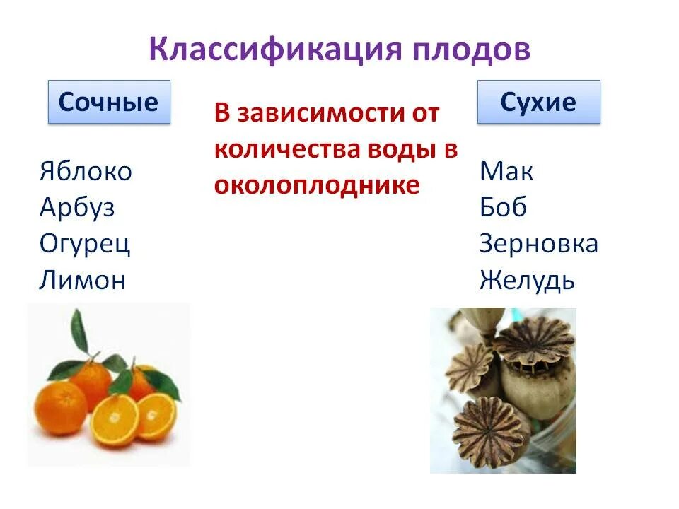 Назовите типы плодов. Плоды строение и классификация. Плоды классификация плодов сочные и сухие плоды. Биологическая классификация плодов. Плоды ботаника классификация.