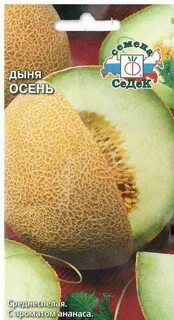 Дыня осенняя