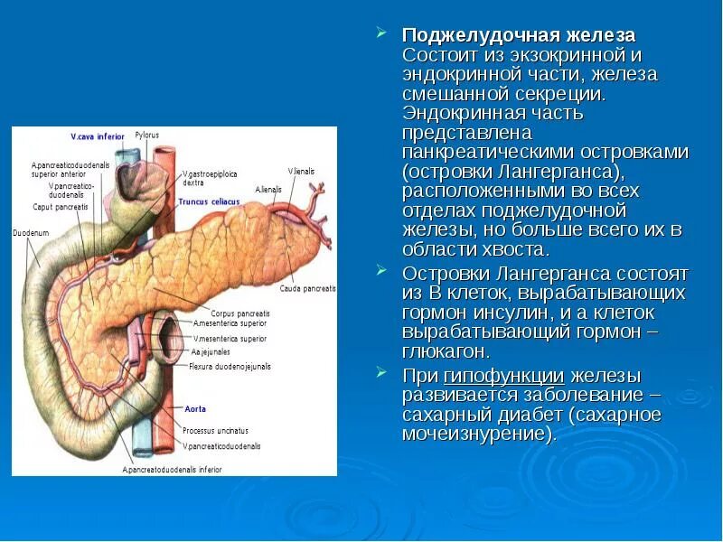 Морфофункциональная характеристика поджелудочной железы. Строение поджелудочной железы анатомия и гистология. Морфофункциональная характеристика островков поджелудочной железы. Морфофункциональные особенности поджелудочной железы.