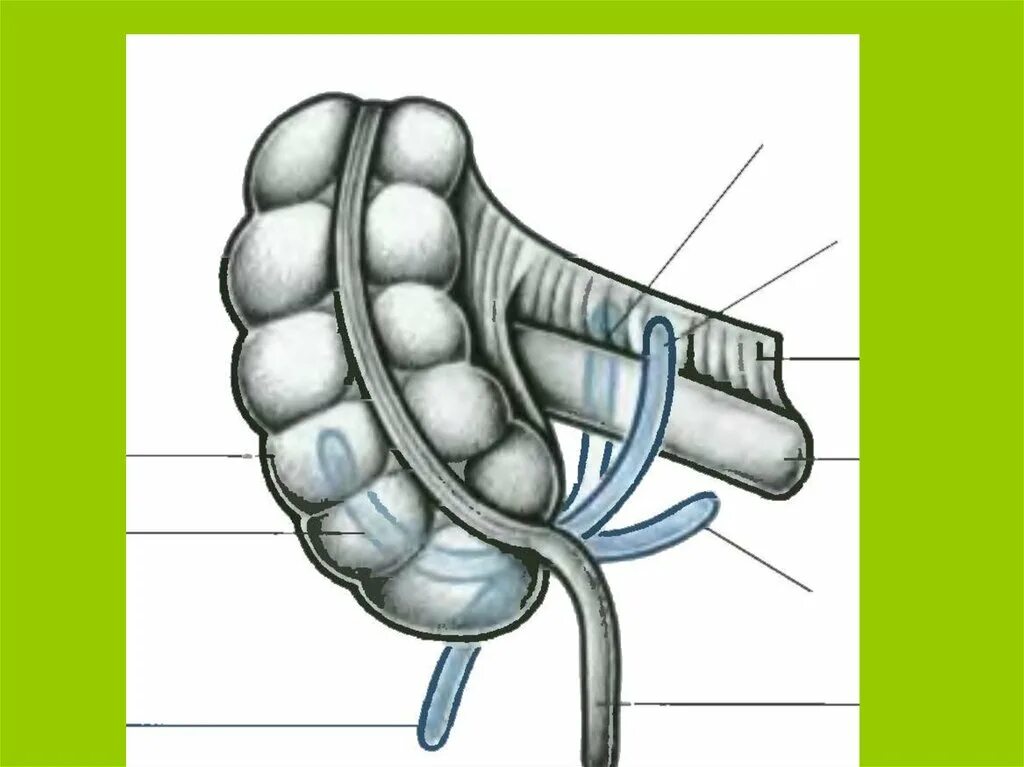 Слепая кишка рисунок. Ретроцекальный аппендицит. Брыжейка червеобразного отростка. Строение червеобразного отростка.