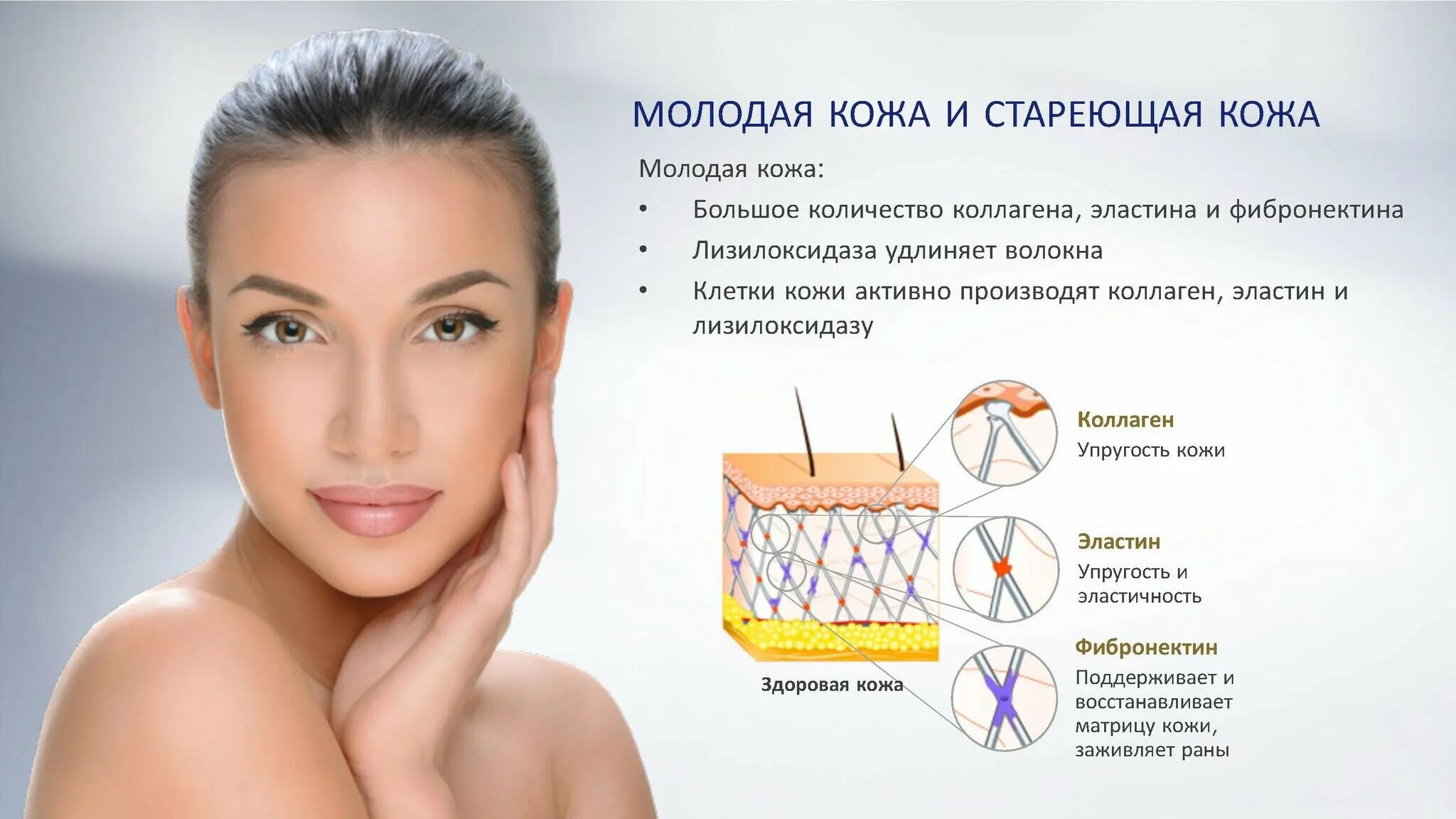 Эластин и коллаген. Коллаген и эластин в коже схема. Выработки коллагена эластина. Выработки коллагена эластина. Эластин и коллаген и ретикулин.