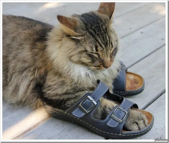 Кот в сандалях. Кот и тапок. Кот в шлепках. Котик в тапке.