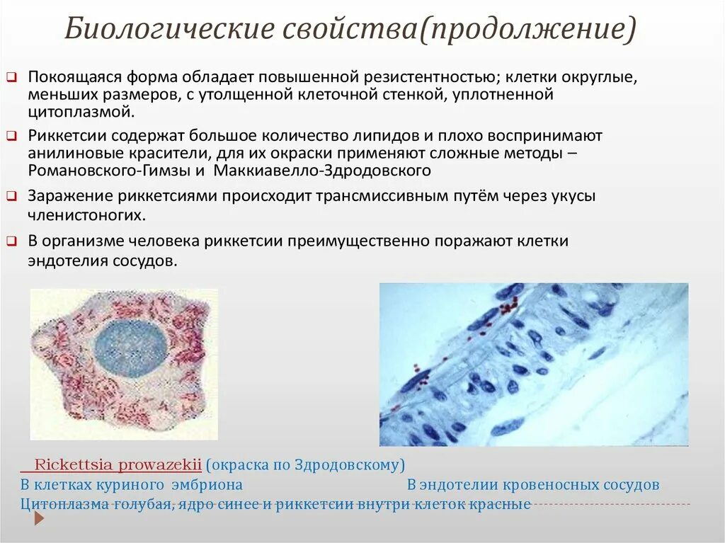 Клеточная стенка хламидий. Риккетсии хламидии микоплазмы. Хламидии морфологиярикетсии морфологии. Риккетсии клеточная стенка. Клеточная стенка рикеичий.
