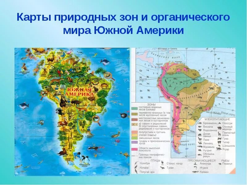 Выберите природные зоны южной америки. Природные зоны Южной Америки. Природные зоны Латинской Америки. Природные зоны ю Америки. Природные зоны Южной Америки животные и растения.