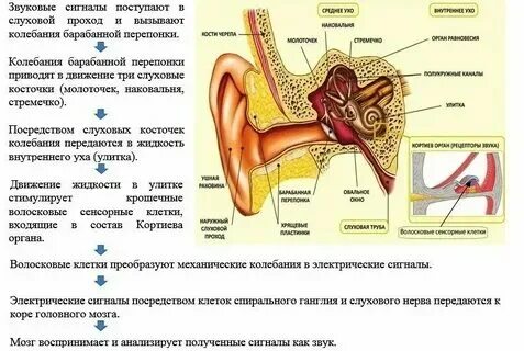 Колебания барабанной перепонки непосредственно передаются на. Колебания барабанной перепонки непосредственно передаются на