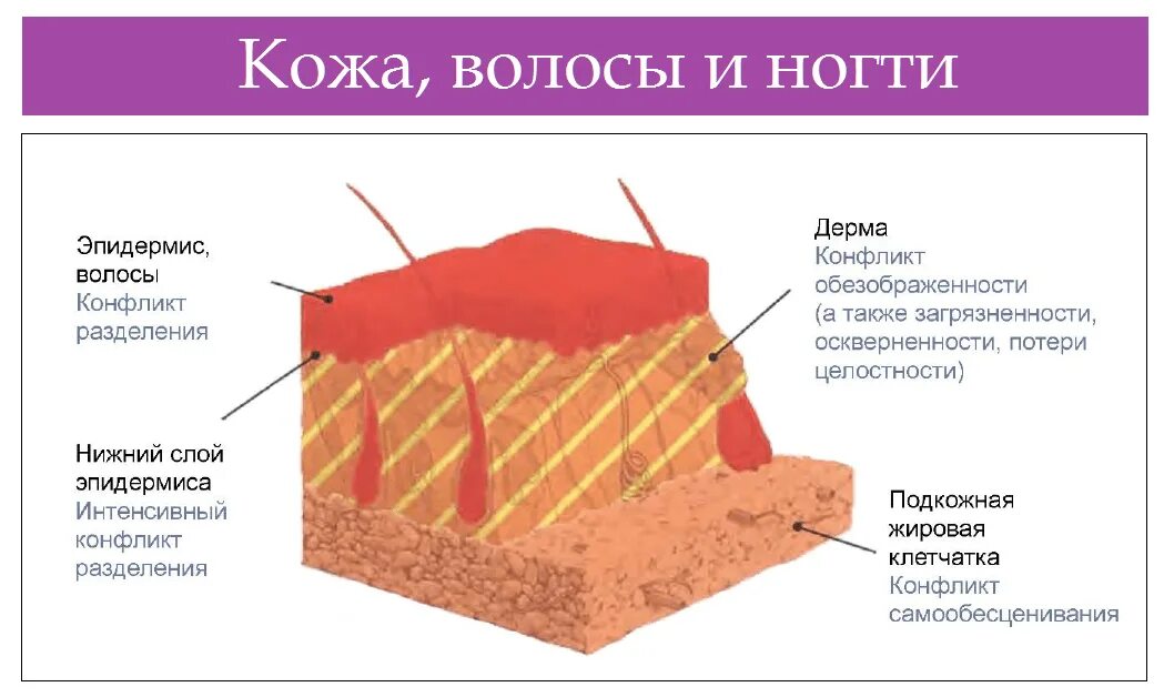 Какая структура дермы образована этой тканью. Строение кожи эпидермис дерма. Слои кожи человека. Слои кожи с волосом. Строение кожи ногтя.