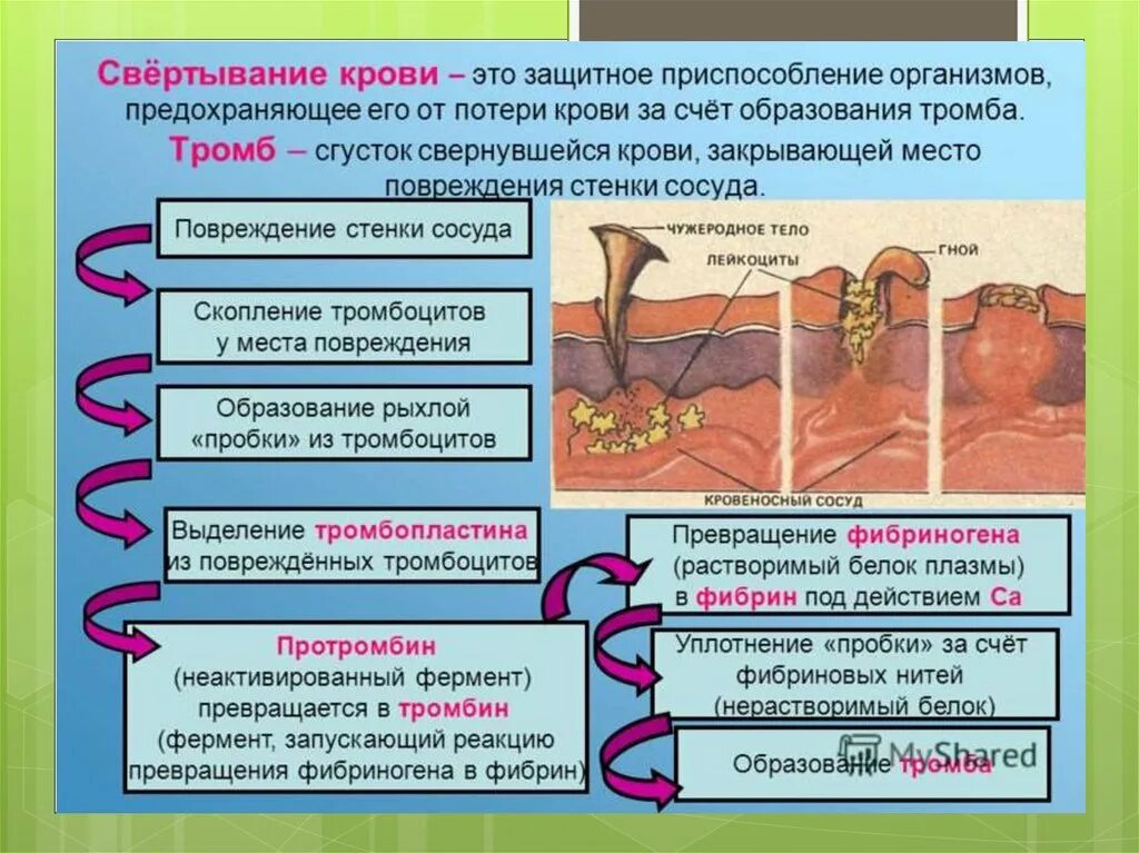 Почему появляется изменения. Процесс образования тромба схема. Схема процесса свертываемости крови. Этапы свертывания крови схема. Опишите процесс свертывания крови схема.