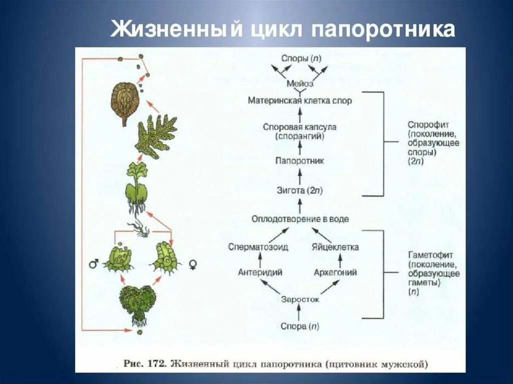 Жизненный цикл папоротниковидных растений схема. Жизненный цикл папоротника схема спорофит. Цикл размножения папоротников схема. Цикл развития папоротника схема. Располагается на спорофите