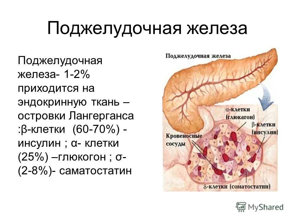 Эндокринные клетки островков лангерганса